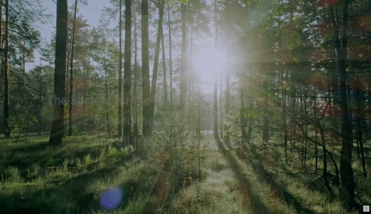 Nature_Heals_splash
